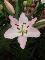 [5358 Perth DJ No01.JPG]